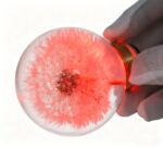 Preserved Dandelion LED Door Knob Spare Part - Image 5